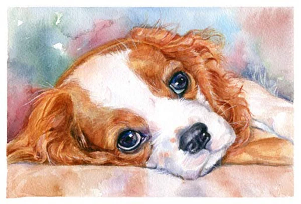 artav Cavalier King Charles Spaniel 05 Art Print eBay