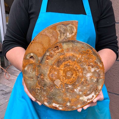 7.56LB Natural Crystal Sea Snail Shell  Gemstone Marine