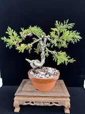 Itoigawa Shimpaku Juniper Bonsai | 18 Years old | Rare Tree