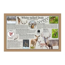 White Tailed Deer (Odocoileus virginianus) Educational Nature Poster