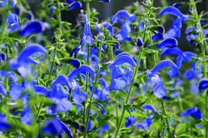 beyond blue plant beyond blue plant