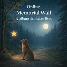 Personalised Online Memorial Wall Remembrance Gift Keepsake For Dog Cat Person