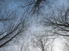 Photo A3 Winter tree-tops in Fforest Fawr Bwlch-y-cwm  c2021