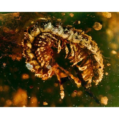TAUSENDFÜSSLER in Burmesisch / Burmit Amber Fossil / 100% Echtbernstein 