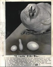 Foto de prensa 1964 gallina mira huevos de forma extraña y regulares en Trivoli, Illinois