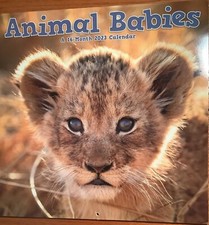 Animal Babies Calendar 2023 16 Month endsDec 2023 