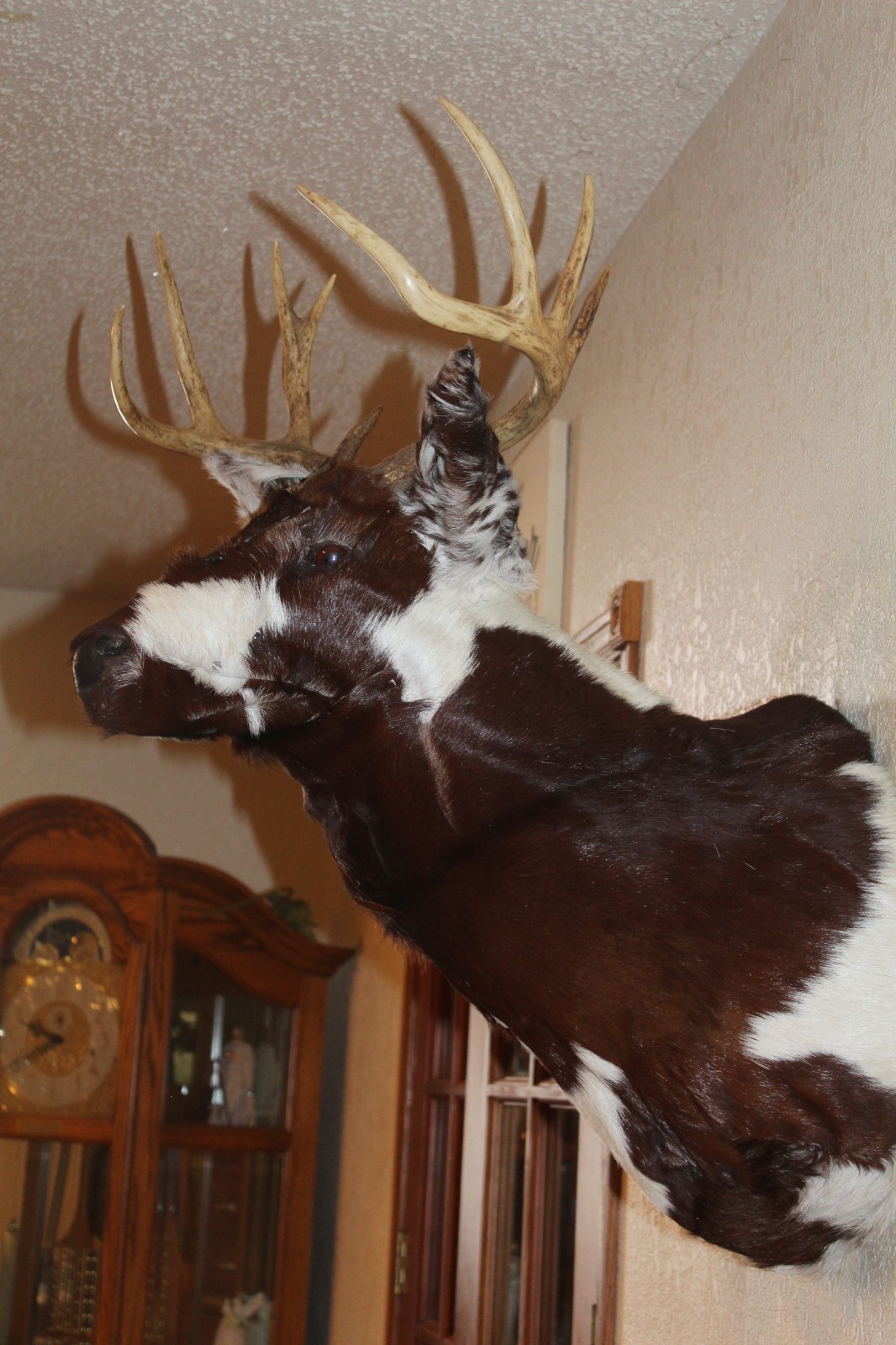 Fantasy Whitetail Deer Holstein Cow Head Shoulder Mount Taxidermy OOAK Novelty