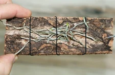 DENDROPHYLAX BARRETTIAE SMALL LEAFLESS ORCHID MOUNTED