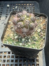 RareSucculent Copiapoa griseoviolacea variega...