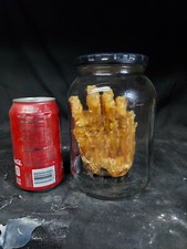 Mummified thief Hand in Mason jar,Sideshow Gaff,Oddity,Prop,Macabre,100% organic