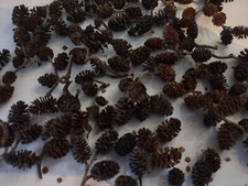 Alder cones for blackwater aquarium. 