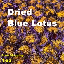 Dried Blue Lotus Egyptian Lotus Sacred Lily Flowers Ceylon DreamTea Smkble Lotus