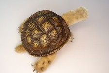 vintage Steiff  - Schildkröte  - SLO  - Länge ca.  17cm