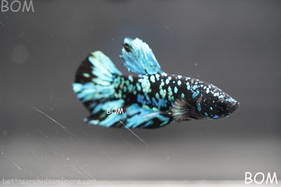 ULTRA RARE I BETTA MALE HM AVATAR BLUE STAR NEBULA | BOM-B167