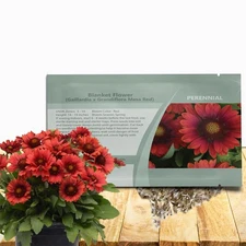 Gaillardia Grandiflora Mesa Red Blanket Seeds for Planting - 25 Pcs Perennial...