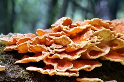 Laetiporus sulphureus Huhn des Waldes Trockenkorn Myzel Weltweiter Versand 234