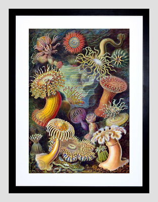 85973 PLATE ERNST HAECKEL KUNSTFORMEN DER NATUR ANEMON Decor Wall Print Poster