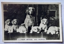Senior Service Cigarettes Cards-Dogs Series-Card #8-Clumber Spaniel With Puppies