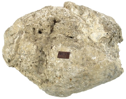 Miozän Großer Stromatolith aus dem Tertiär von Dolnice CSFR Criptozoon KE32-7 - Bild 3 von 4