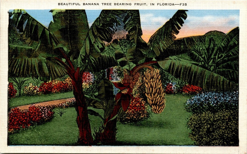 Florida, Royal Palms, Bamboo trees, Coconut Palms, Date Palms, Rubber Postcard Florida, Royal Palms, Bamboo trees, Coconut Palms, Date Palms, Rubber Postcard