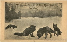 Canada Black Fox Ranch Holt Renfrew & Co. Ltd Antique Postcard Original Vintage