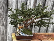 15 YEAR OLD SPRUCE BONSAI- PICEA ABIS- Free Shipping