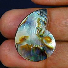Venta al por mayor 24,25 quilates natural prodigiosa Paua abulón concha forma de amonita piedra preciosa