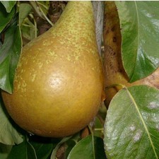 Poirier 'Conférence' - Pyrus communis AUTOFERTILE