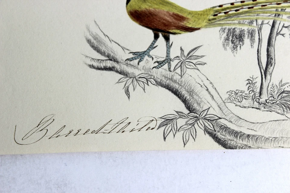 Dibujo a lápiz de colores EDWARD LEAR 1835 de colección del libro de dibujo de artista Foto 4 de 4