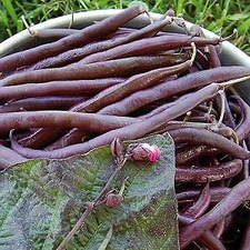 Bean Royalty Purple Pod    250 seeds