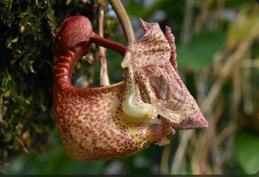 Coryanthes macratha x Stanhopea tricornis Fragrant Pendulous Orchid 4” RePot