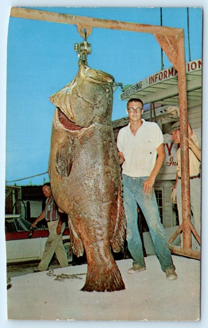 FREEPORT, Texas TX Fishing Fiesta 664 JEWFISH Robert Hurst 1972  Postcard