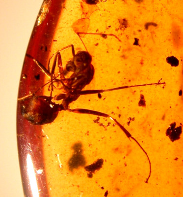 Beautiful Worker Ant with Wasp in Burmese Amber Fossil from Dinosaur Age