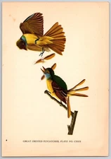1936 Bird Print, Great Crested Flycatcher, from original Audubon Prints