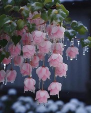 Imported Rare Weeping Begonia Flower Bulbs Pack Of 2 Bulbs light pink