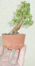 Cork Bark Jade Pre Bonsai Dwarf Mame Nice Nebari Portulacaria Flower