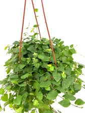 Creeping Fig Houseplants Ficus Pumila, 6" Hanging Pot