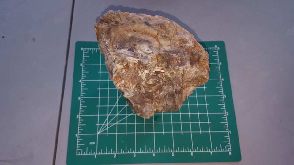 3.47 lb. Opalized Petrified Wood Knot with multiple knots and bark eBay