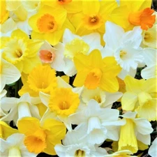 Daffodil Flower Bulbs, Mixed colored, Bulbs for fall planting,Country Creek