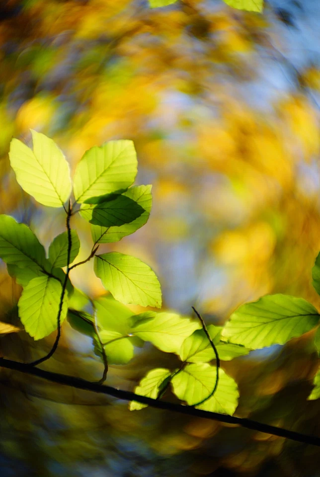 UNIQUE: M42 (Sony E) Meyer-Pentacon 2.4/75mm A Little Discovery 6-Element Design - Image 4 of 4