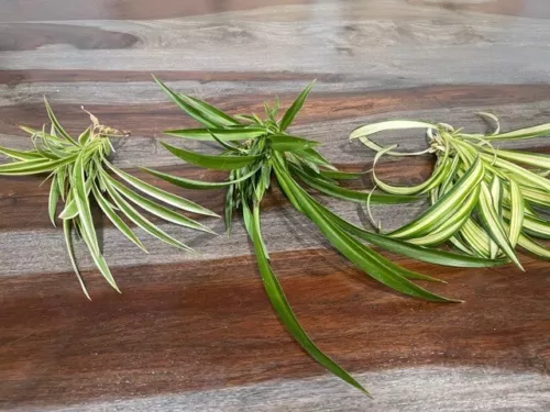 15 SPIDER PLANTS LIVE-Variegated, Solid and Reverse 5 of each (15🌱’s)
