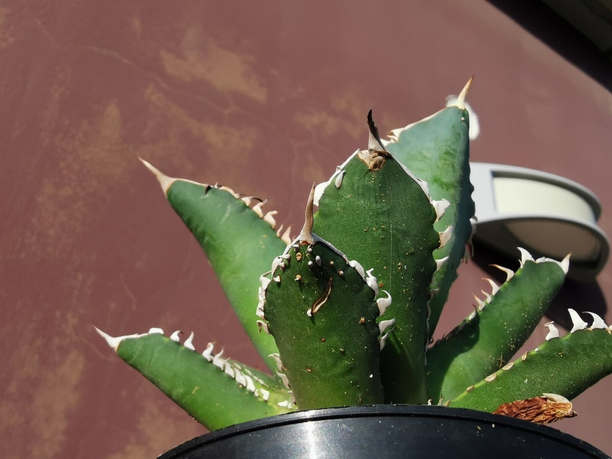 アガベ チタノタ Agave titanota オアハカ Oaxaca | 0 多肉植物 oteroi