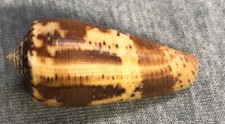 *Conus magus f. raphanus (Magus Cone) 38mm !!!