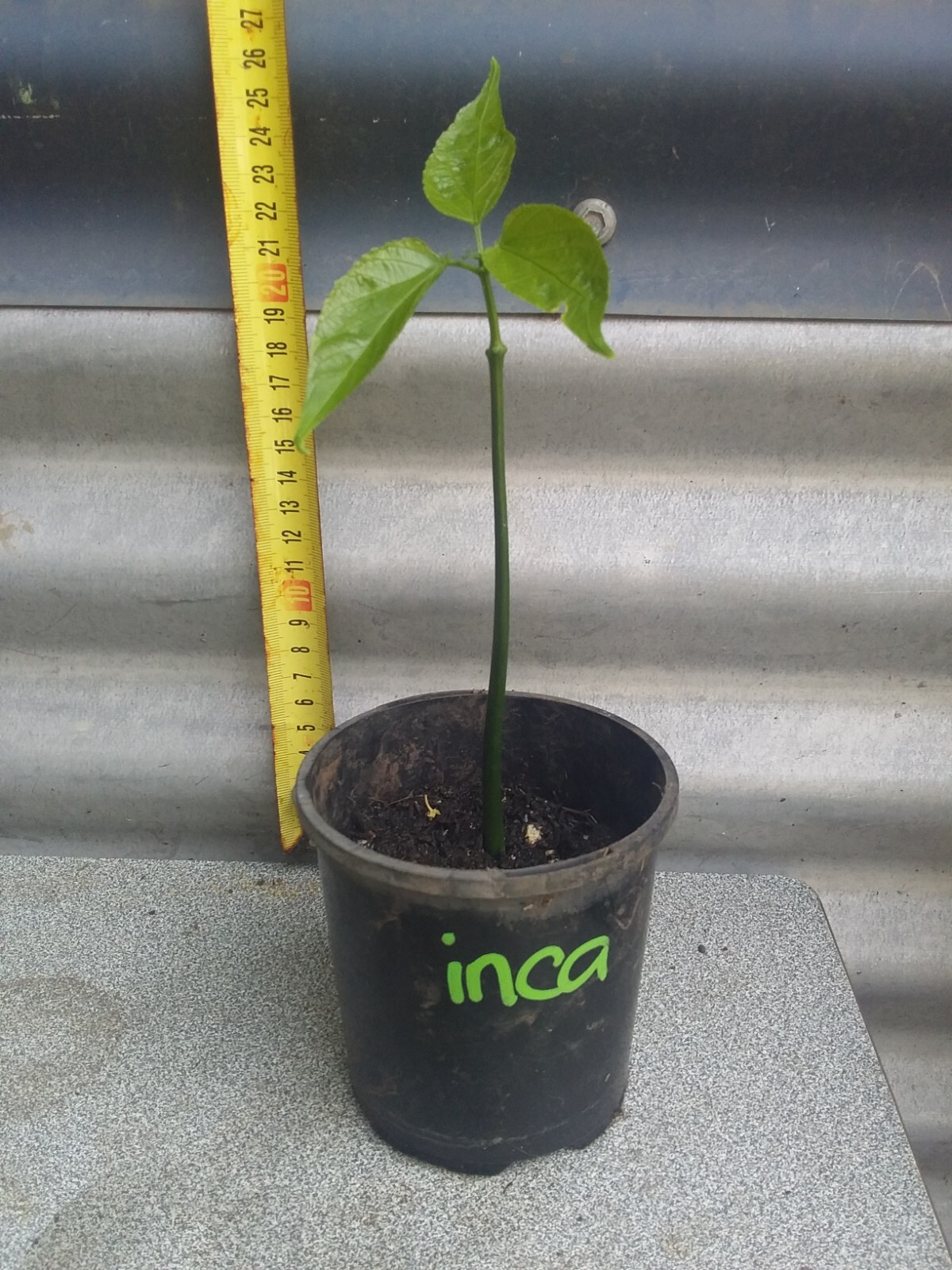 RARE Inca Peanut, Sasha Inca, volubilis PLANT , very healthy