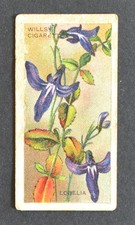 Tarjeta de cigarrillo Wills's Australian Wildflowers 1913 No. 39 Lobelia