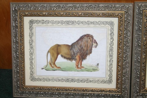 Felis Leo Lion & Felis Tigris Tiger Prints from Original Iconographia Zoologica - Bild 4 von 9