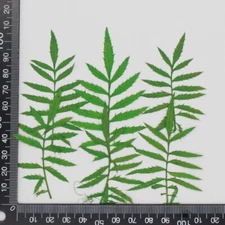 12PCS Real Pressed Dry Daisy leaves with stem for art Craft FHT18