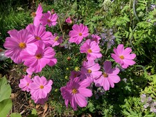 30 graines de Cosmos roses et mauves issues de mon jardin 100% bio Sarthois