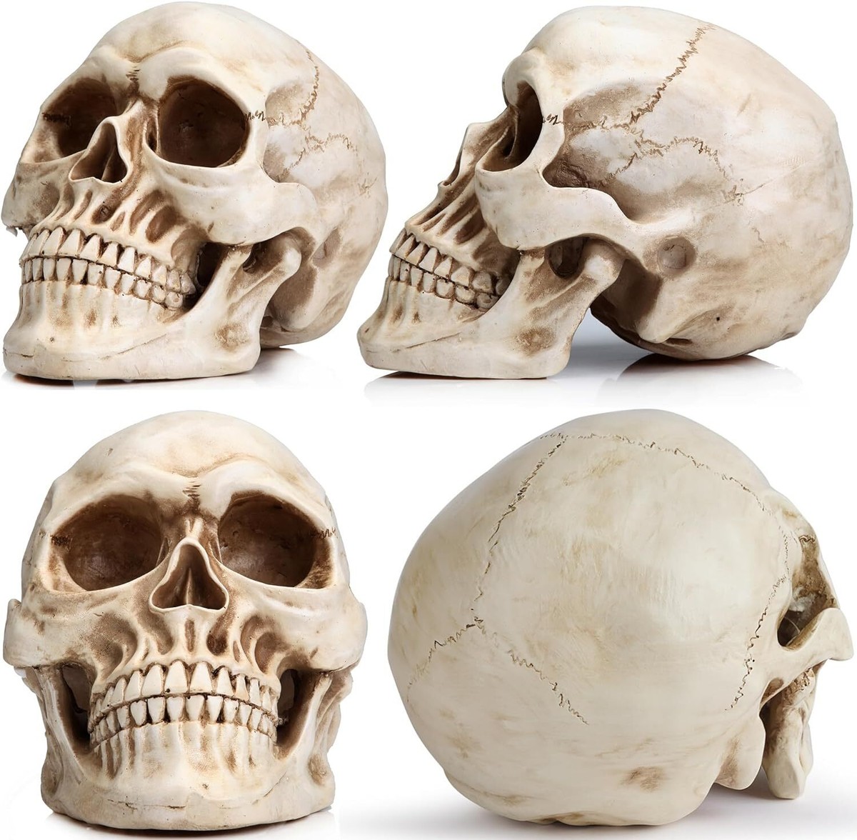 Life-Size Human Skull Model 1:1 Realistic Adult Skull Replica Bone