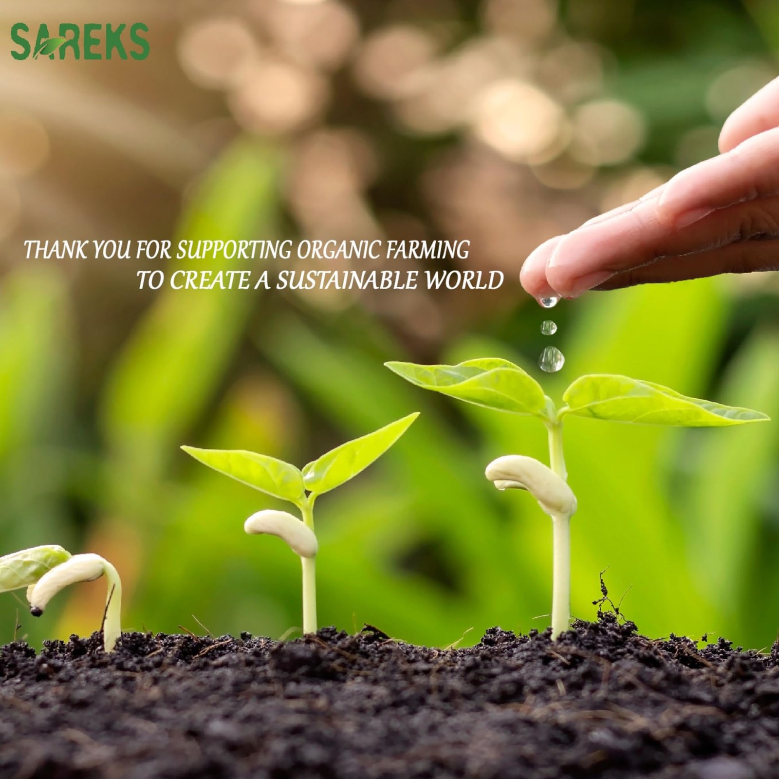 Bitter Apricot Kernels Organic Raw (10oz),%100 Organic Certified Seeds, NON-G...